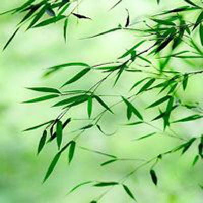 拜托了大小姐完整版下载